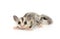 Cute sugar glider. Petaurus breviceps