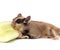 Cute sugar glider - Petaurus breviceps eating cucumber