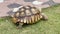 Cute Sulcata Tortoise walking on the grass in garden during