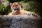 Cute sumatran tiger cub