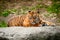 Cute sumatran tiger cub