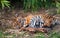 Cute sumatran tiger cub playing