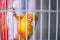 Cute Sun Conure bird in a cage