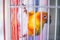 cute Sun Conure bird in a cage