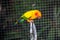 Cute Sun Conure climbing the cage