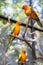 Cute Sun Conure climbing the cage