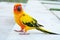 Cute Sun conure in lovely posture