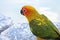 Cute Sun conure in lovely posture