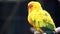 Cute Sun Conure Parrot Bird