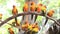 Cute Sun Conure parrot bird group on tree branch.