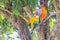 Cute sun parakeet or sun conure parrot are eating sun flower seeds. It\'s scientific named is Aratinga solstitialis, a medium-size