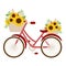 The cute sunflower in the basket on the red bicycle on the white background. The sunflower in the basket.The red bicycle.