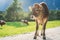 Cute sunlit calf on an alpine pasture meadow with grazing cows in the mountains, Mieming, Tirol, Austria