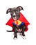 Cute Superhero Puppy Dog