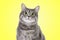 Cute surprised tabby cat with big eyes on yellow background