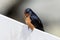 Cute Swallow Bird Sitting on Fence Portrait