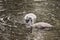 Cute swan cygnets swimming in pond