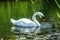 Cute Swan diver.Close wiev on white swan with his head under water