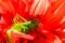 Cute sweet green grasshopper macro on a red blossom, bright sunny summer day