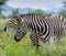 Cute sweet lovely single zebra in front of other zebras with green sunny background