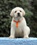 Cute sweet nice labrador puppy on a blue background