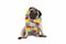 Cute sweet pug puppy dog sitting down wearing hawaiian flower garland