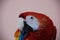 Cute and sweet wonderful Macaws Parrot in Central America