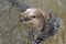 Cute Swimming River Otter in a Muddy River