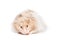 Cute syrian gold hamster on white background