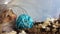 cute syrian hamster bitting on the blue play toy in his tunnel. Close up