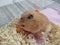 Cute syrian hamster eats a carrot with lifted leg