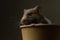 Cute syrian hamster hiding in a coffee cup