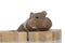 Cute syrian hamster standing around wooden cubs