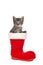 Cute tabby baby cat sitting in santa`s boot