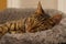 Cute tabby british shorthair cat asleep on grey furry bed