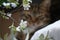 Cute tabby british shorthair cat blurred in the background with flowers in focus