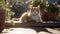 Cute tabby brown cat lying outdoors on a wooden bench. A sunny summer day in garden. Generative AI