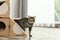 Cute tabby cat coming out of cardboard house in room