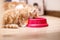 Cute tabby cat eating food cat and long whiskers. Close-up portrait of a beautiful cat