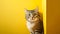 Cute tabby cat facing the camera yellow background closeup