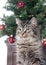 Cute tabby cat in front of Christmas tree