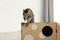 Cute tabby cat jumping out of cardboard house in room
