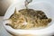 Cute tabby cat lies in the washbasin in the bathroom.