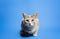 Cute tabby cat is looking curiously at the camera on a blue background. Beautiful funny kitten. Breaking the fourth wall.