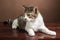 A cute tabby cat looking on hardwood floor.