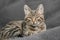 A cute tabby cat lying on a bedspread looks into the camera with a calm look. Indoors from low angle view