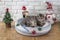 Cute tabby cat lying on cushion bed decorated with Christmas ornaments for happy meow year day