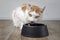 Cute tabby cat makes a funny face beside a food bowl.