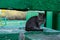 Cute tabby cat outdoors. Stray cat sitting outdoor. Animals, pets, concept.