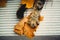 Cute tabby cat paw catching yellow autumn leaves on rustic table, top view. Adorable maine coon cat playing with fall leaves, paw